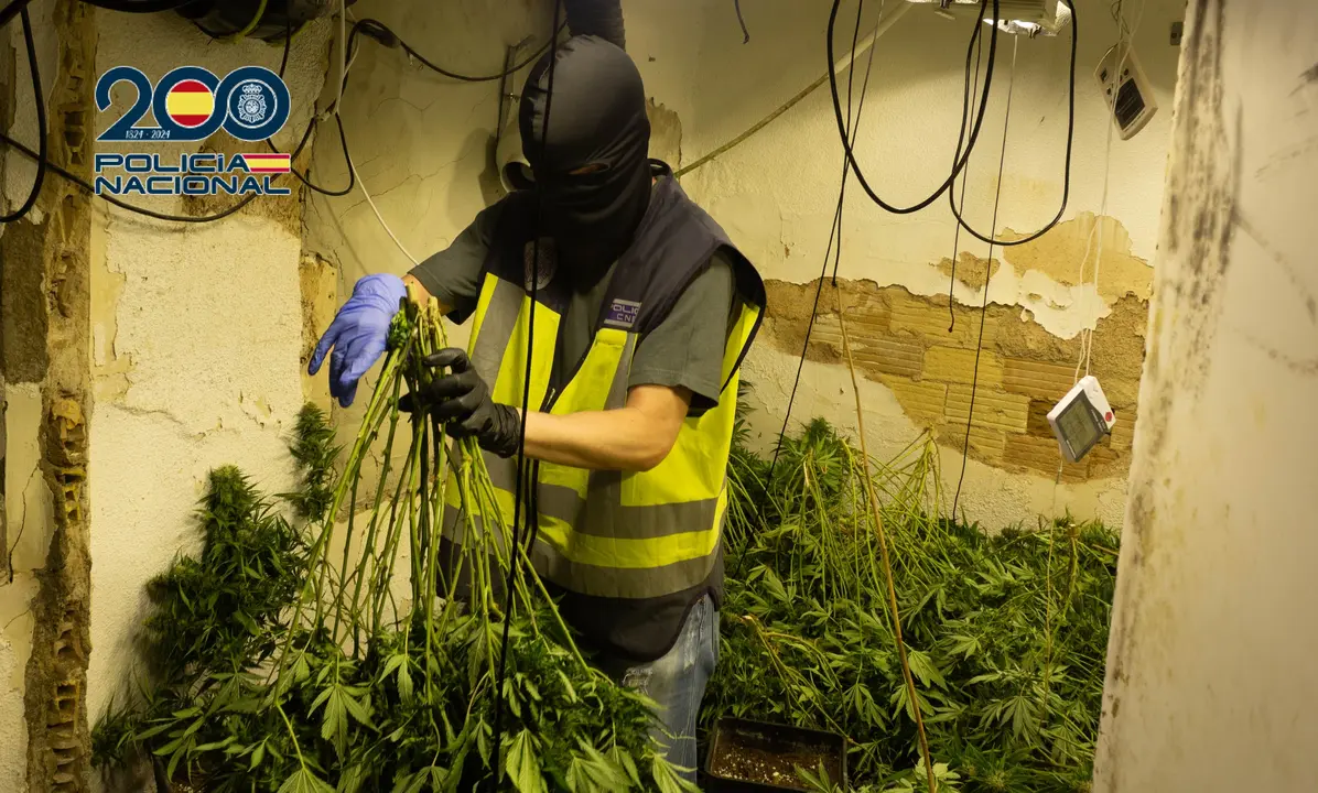 Polic&iacute;a Nacional desmantela tres plantaciones de marihuana en Alcantarilla y Sangonera la Seca