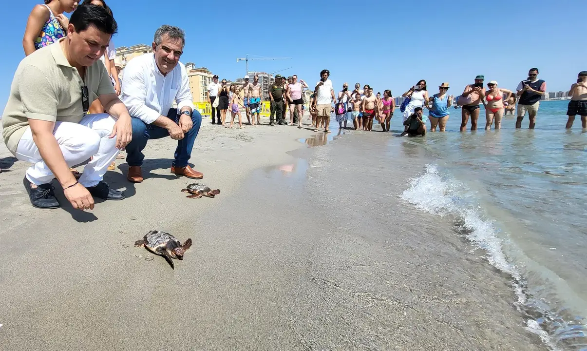 Ejemplares de Tortuga Boba liberadas en La Manga