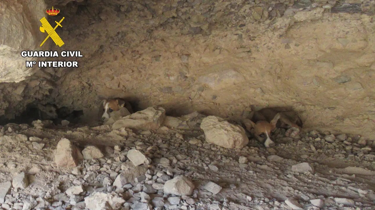 Rescate cachorros (foto: GC)
