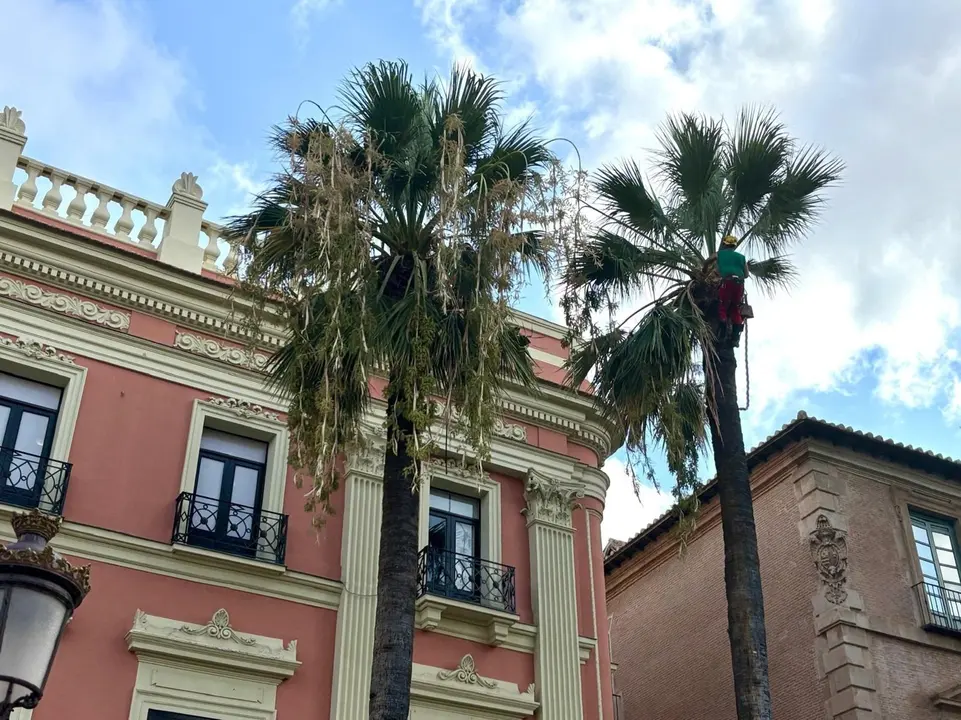 Palmeras en Murcia