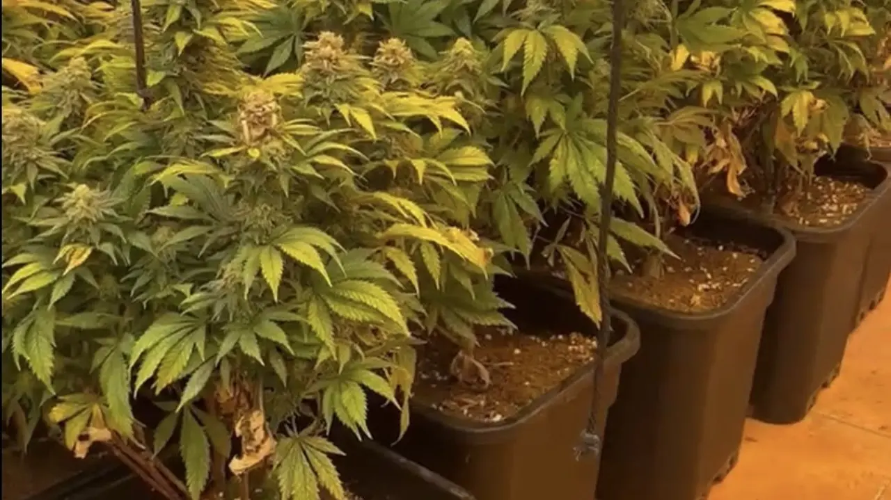 Polic&iacute;a Local de Cartagena halla una plantaci&oacute;n de marihuana en el interior de una vivienda (foto: Ayuntamiento de Cartagena)