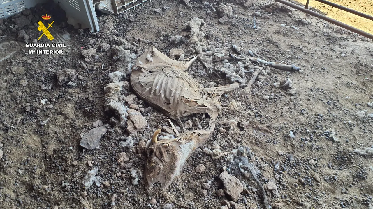 Maltrato animal en Mula | Foto: Guardia Civil