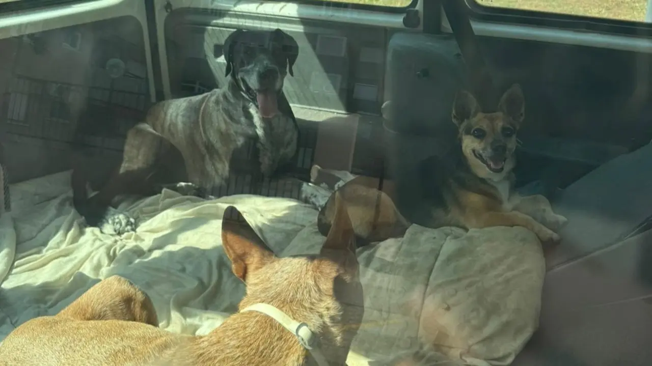 Imagen de los perros dentro de la furgoneta estacionada (foto: Ayuntamiento de Cartagena)
