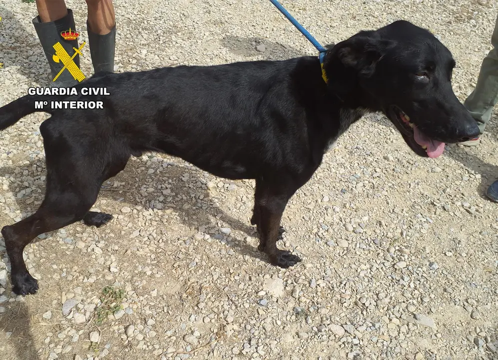 Uno de los perros de la mujer investigada (foto: GC)