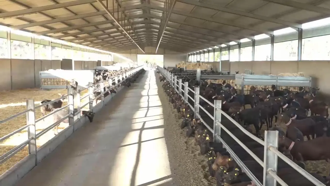 Sector ovino