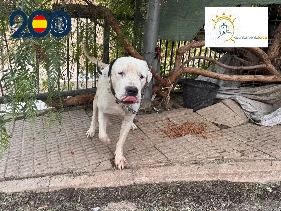 Polic&iacute;a Nacional y Polic&iacute;a Local de Lorca rescatan a un perro en situaci&oacute;n de abandono