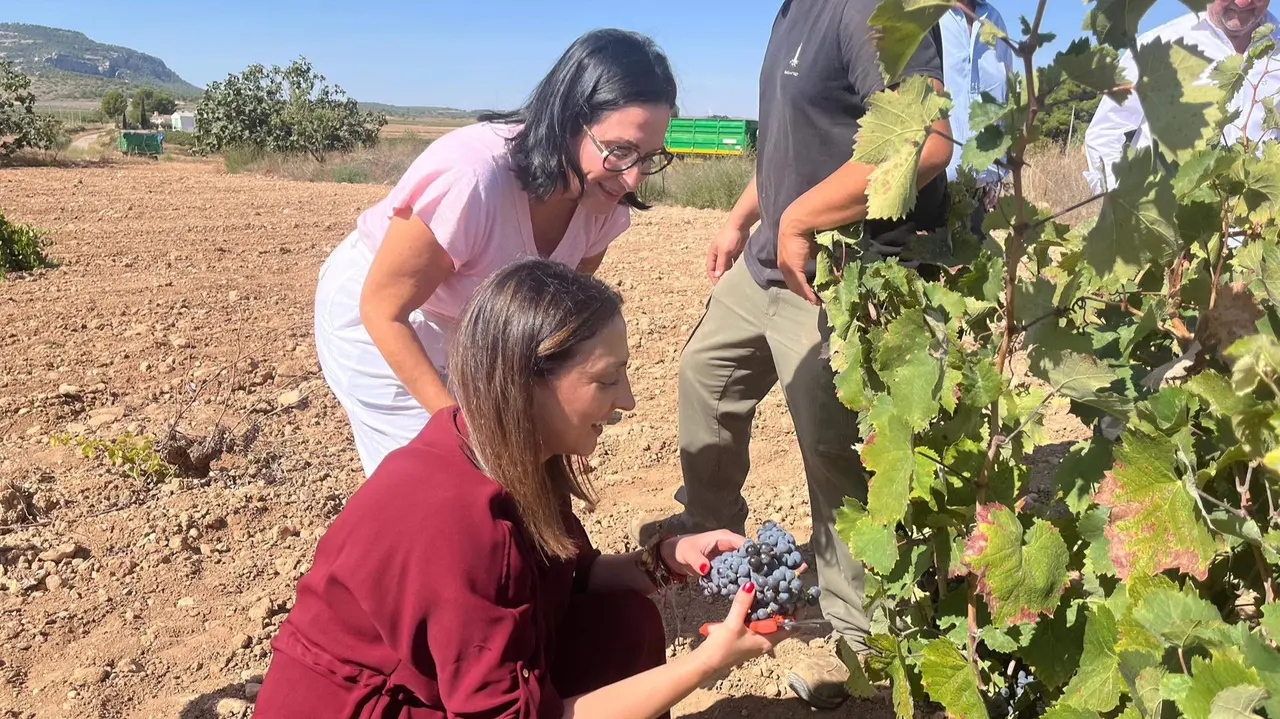 Imagen de la consejera Sara Rubira en un vi&ntilde;edo de Yecla donde se trabaja en la vendimia