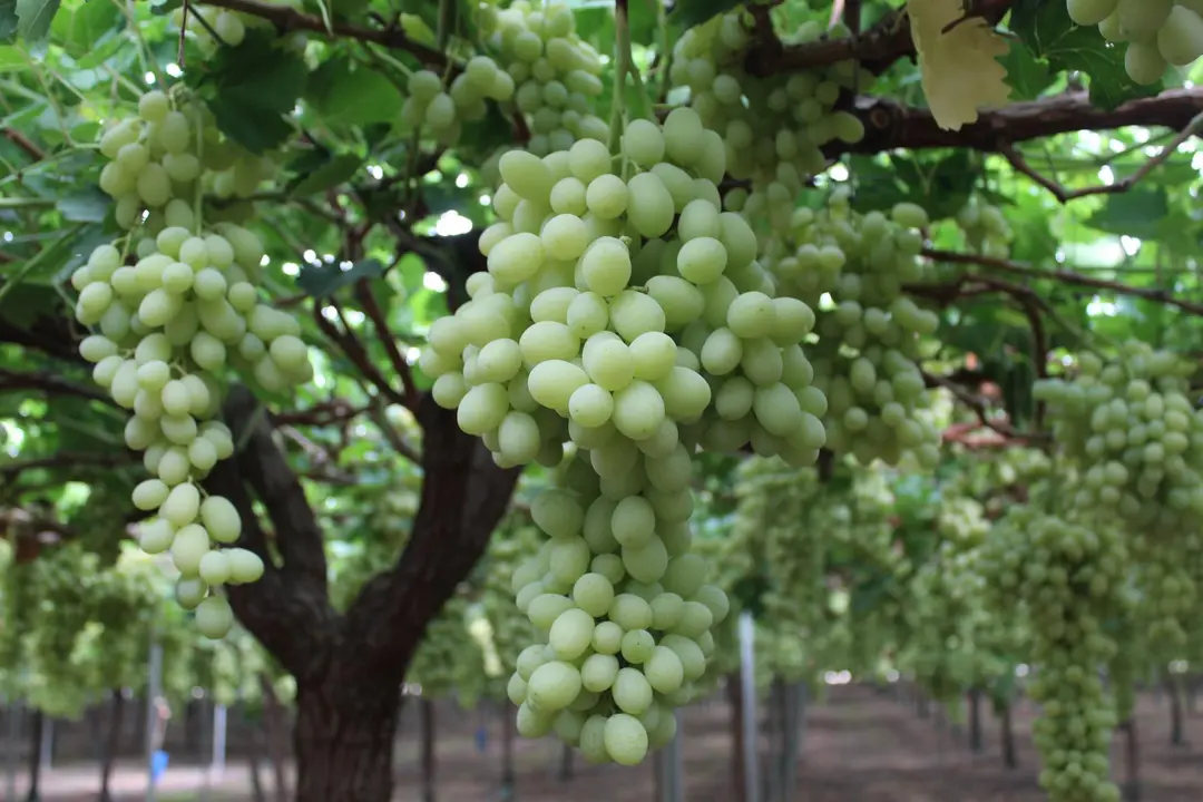 Uva en campo del proveedor Agronativa, de Alhama de Murcia (foto: Mercadona)