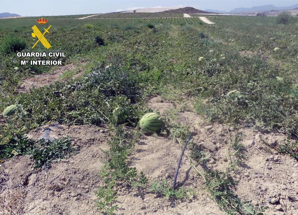 Investigan a dos empresarios agr&iacute;colas por transformar ilegalmente 50 hect&aacute;reas de secano en regad&iacute;o