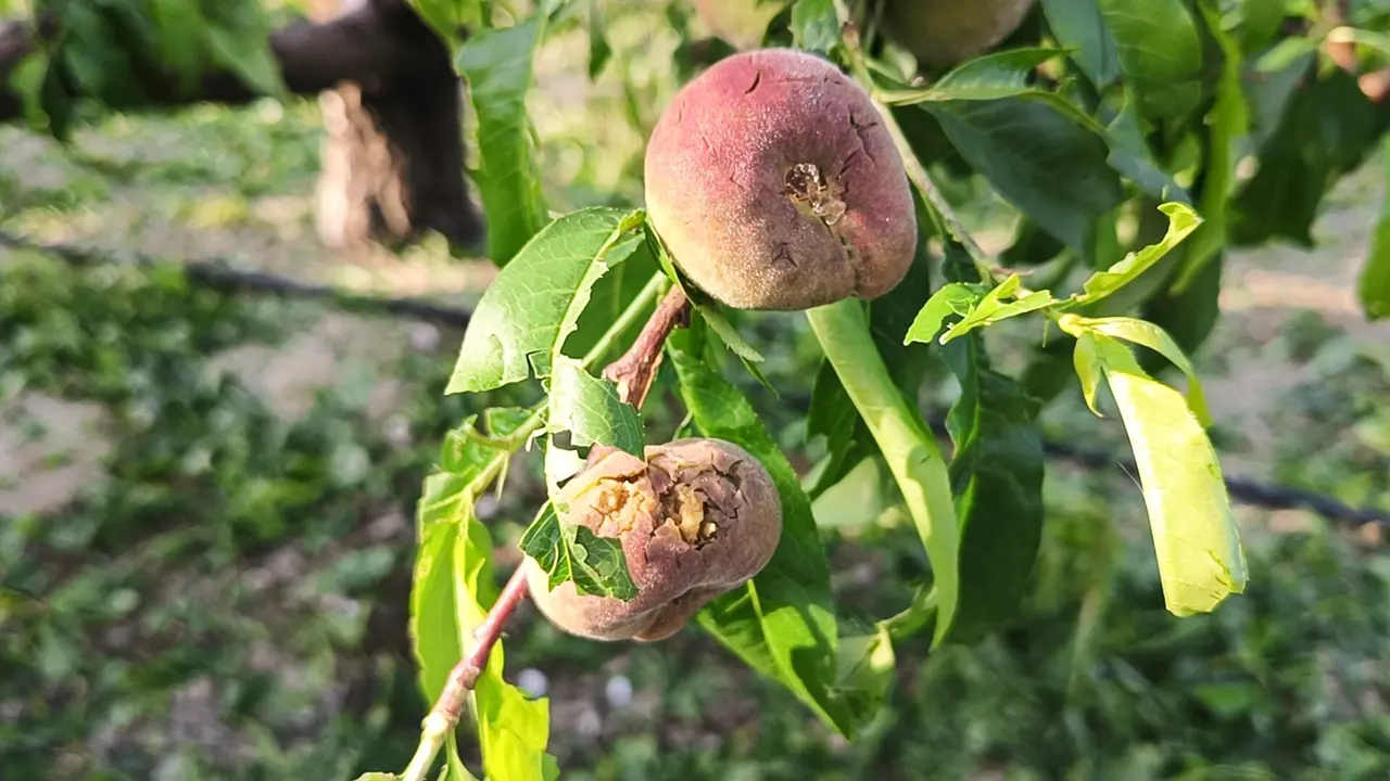 Imagen de archivo de fruta de hueso da&ntilde;ada por el granizo.