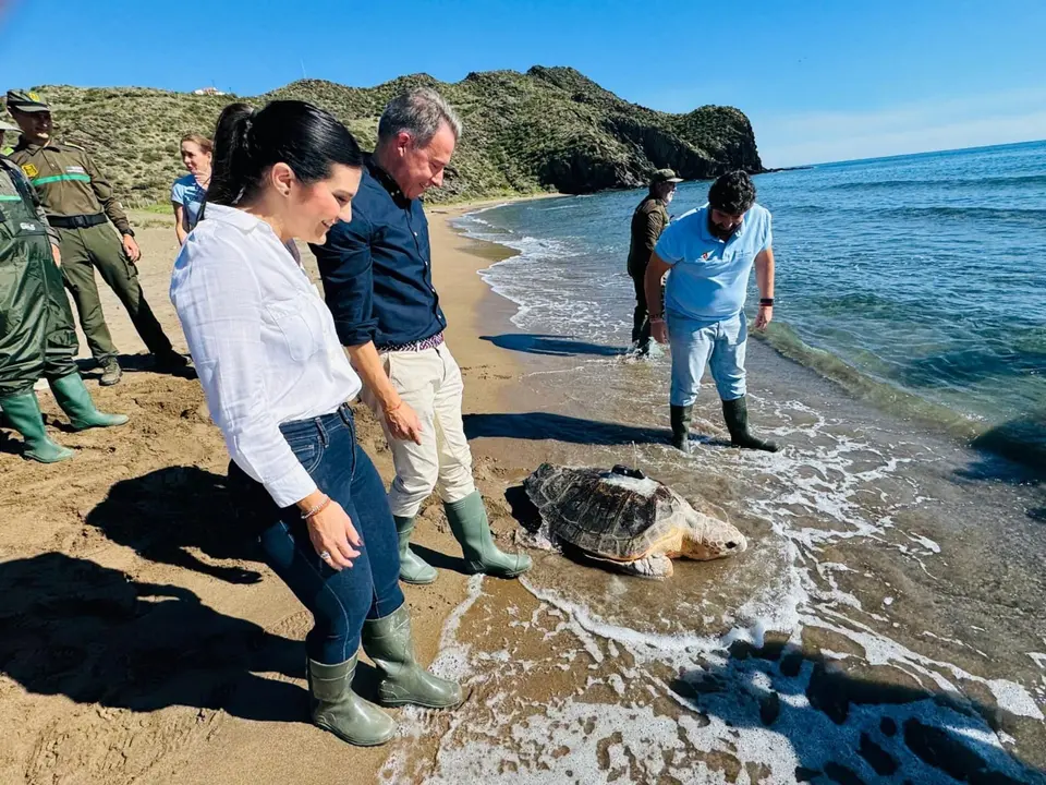 Momento de la puesta en libertad de la tortuga boba m&aacute;s grande registrada en la Regi&oacute;n de Murcia
- AYUNTAMIENTO DE LORCA