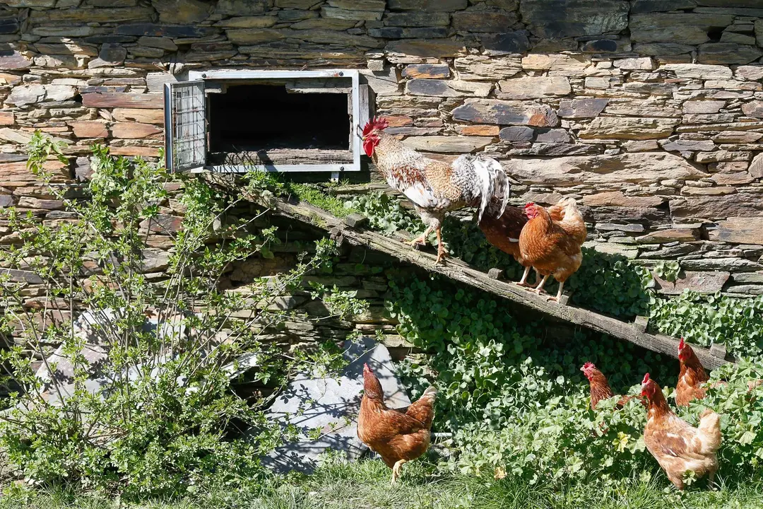 Varias aves en un corral (archivo)