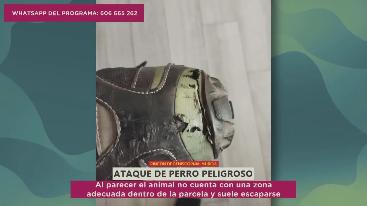 Vecinos del Rinc&oacute;n de Beniscornia denuncian a&ntilde;os de ataques de un pitbull que se escapa de forma reiterada (foto: La 7)