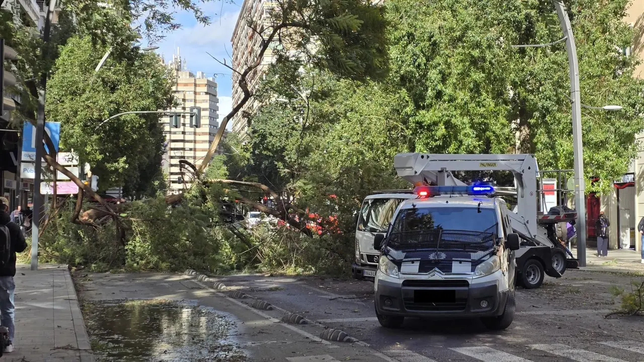 Ca&iacute;da de una rama de grandes dimensiones en la Gran V&iacute;a de Murcia (foto: La 7)