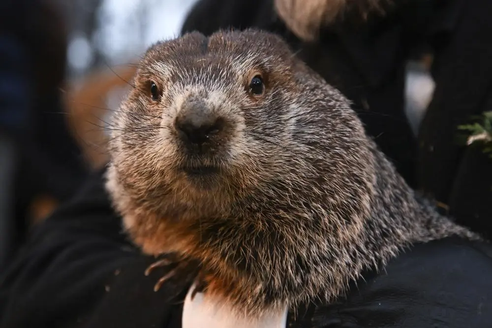 La marmota Phil (foto: Agencias)