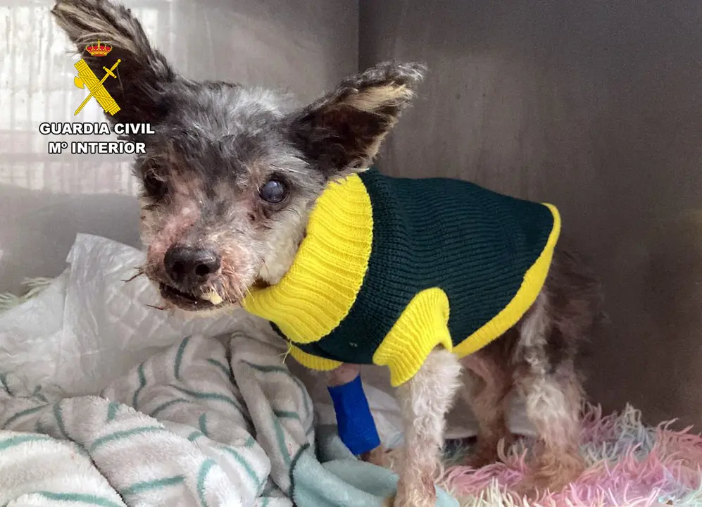 Perro localizado en el patio de una vivienda en p&eacute;simas condiciones higi&eacute;nicas y sanitarias