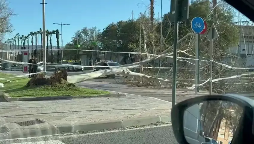 Ca&iacute;da de un &aacute;rbol en Murcia (foto: La 7)