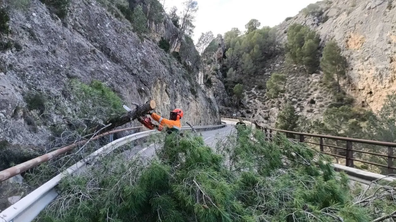 Ca&iacute;da de &aacute;rboles en Cieza por el viento