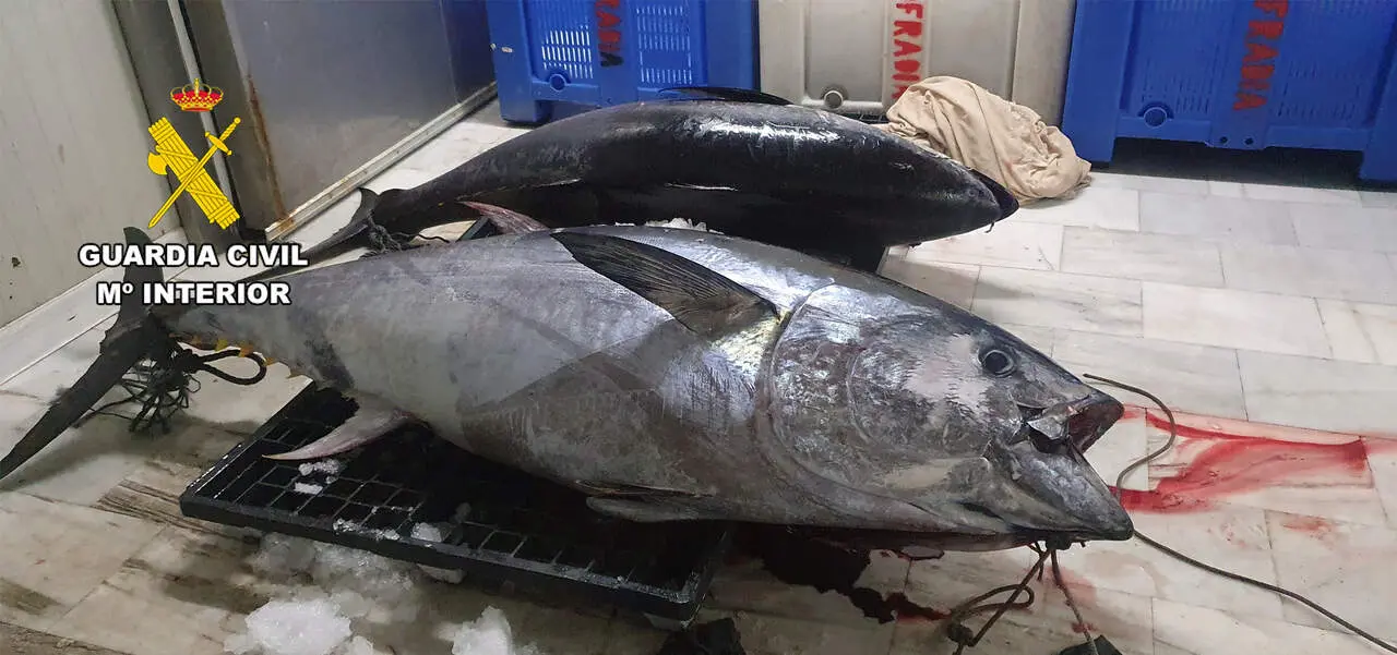 Ejemplares de at&uacute;n rojo de 200 kilogramos de peso cada uno