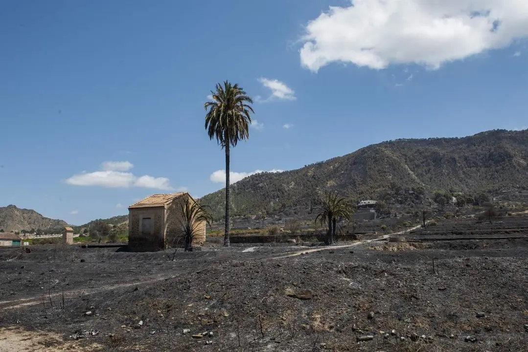 Zona calcinada en el incendio de Los Garres