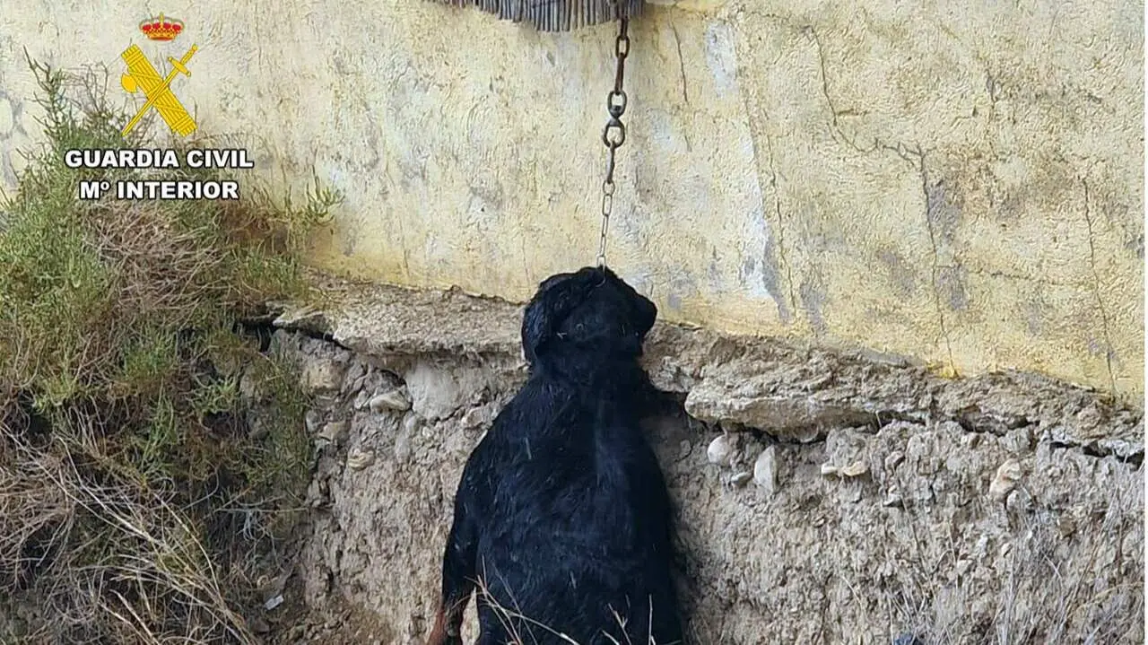 Maltrato animal en Cieza
