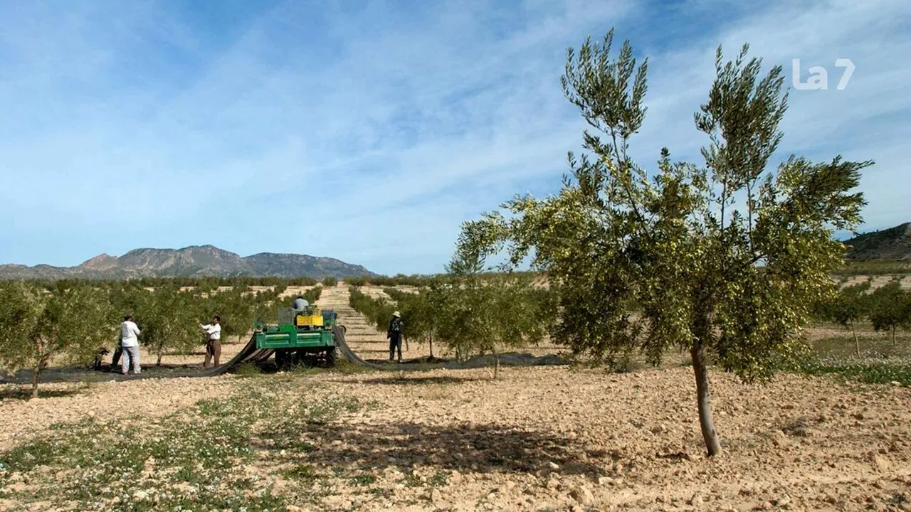 Imagen de agricultores trabajando en un cultivo de secano en una foto de archivo.