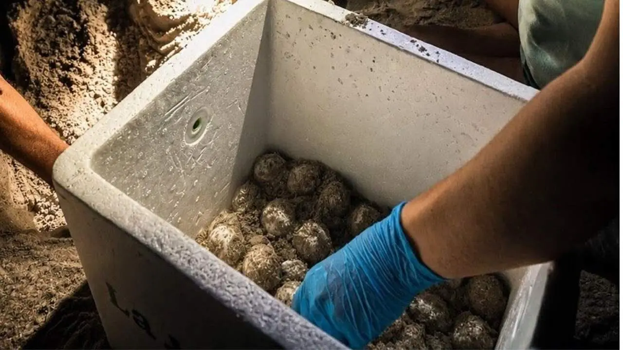 Huevos de tortuga boba hallados en La Manga | Foto: Fernando L&oacute;pez Miras (X)