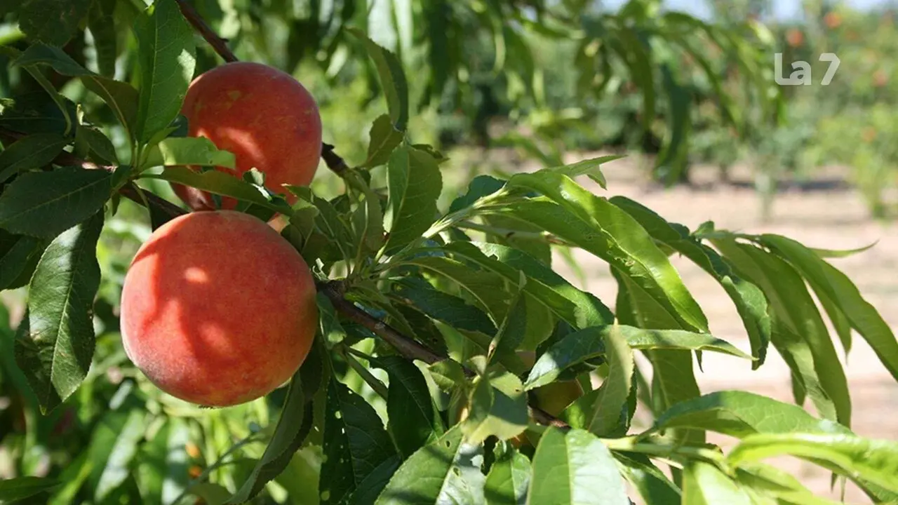Fruta de hueso