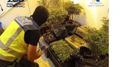 La Polic&iacute;a Nacional y Vigilancia Aduanera llevan a cabo un operativo contra las plantaciones de marihuana en Cartagena (foto: PN)