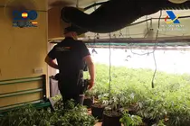 Desmantelada una plantaci&oacute;n indoor de marihuana en una vivienda de Molina de Segura