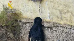 Maltrato animal en Cieza
