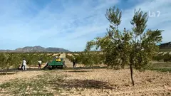 Imagen de agricultores trabajando en un cultivo de secano en una foto de archivo.
