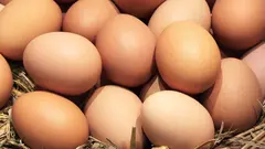Salud pide extremar la precauci&oacute;n con los huevos para evitar casos de salmonelosis