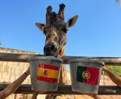 Fali, la jirafa de Terra Natura Murcia, predice los resultados de los partidos de Espa&ntilde;a en el Mundial