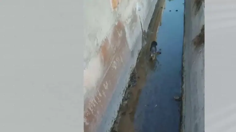 Imagen de 'Julio', el perro abandonado en una acequia