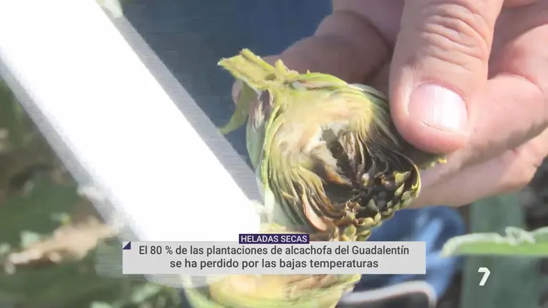 Alcachofa helada por el fr&iacute;o