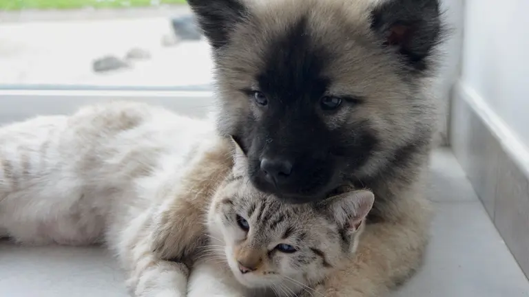 Un perro y un gato