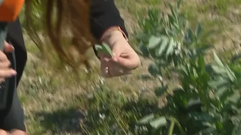 Imagen de una de las flores comestibles de Rinc&oacute;n de Seca (foto: La 7)