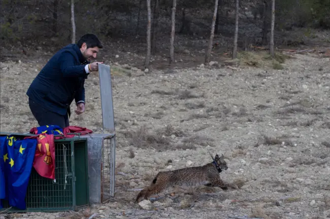 linces