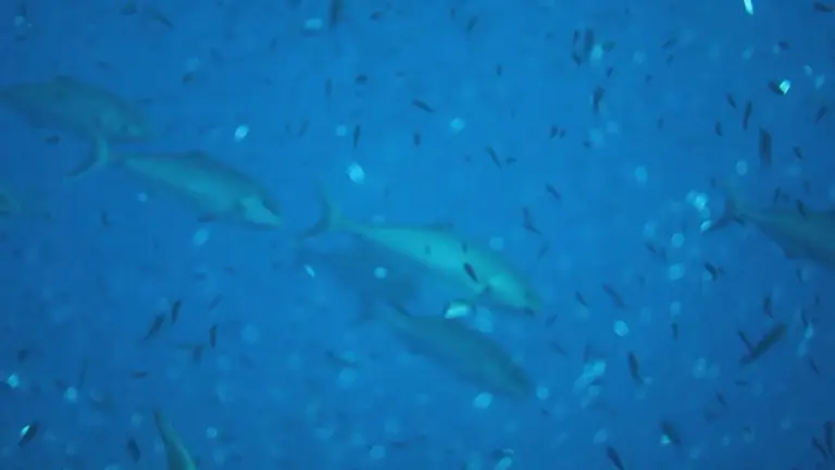 Algunas de las especies que se pueden ver en la costa de la Regi&oacute;n (foto: La 7)