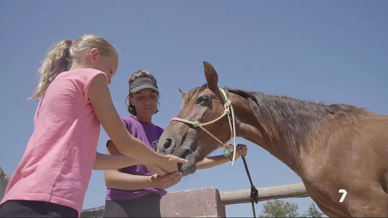 Desahucian al centro de rescate equino Cavalli: un crowdfunding para salvar a 18 caballos