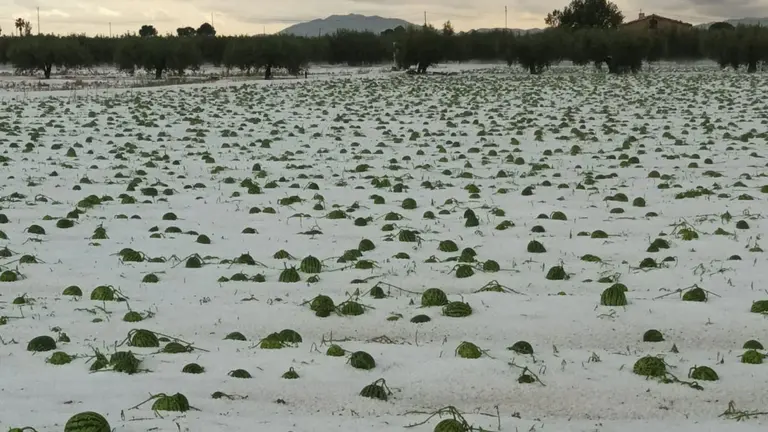 P&eacute;rdidas millonarias en campos de la Regi&oacute;n