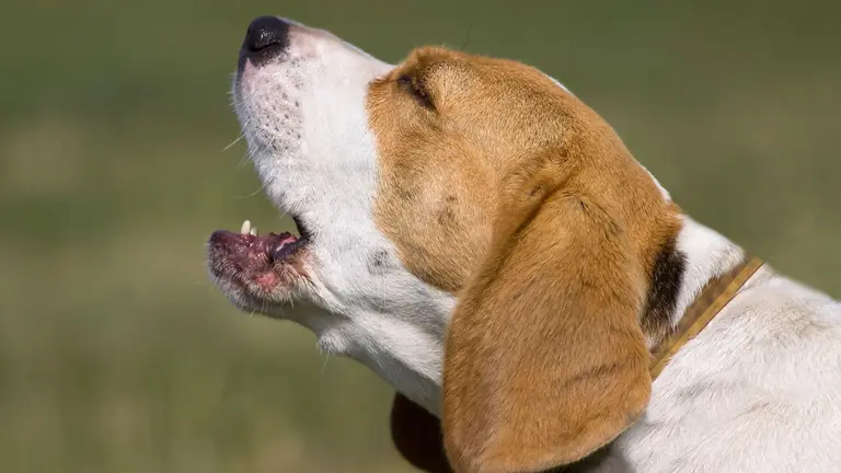 Imagen de archivo de un perro
