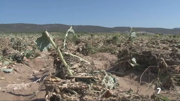 Los terribles efectos econ&oacute;micos de la granizada del 21 de junio en el Noroeste