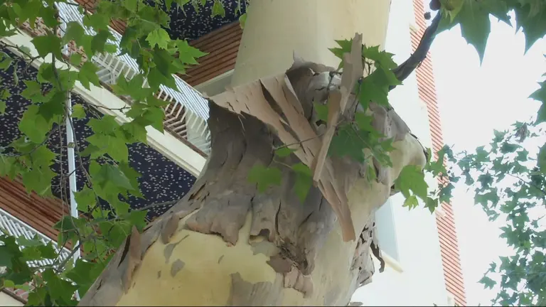 Arbol pelado en Alfonso X, en Murcia