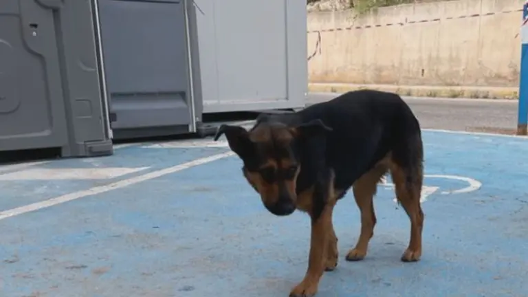 Perrita del Hospital Rafael M&eacute;ndez de Lorca (foto: La 7)