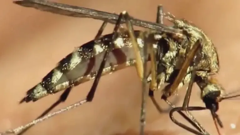 Mosquito tigre