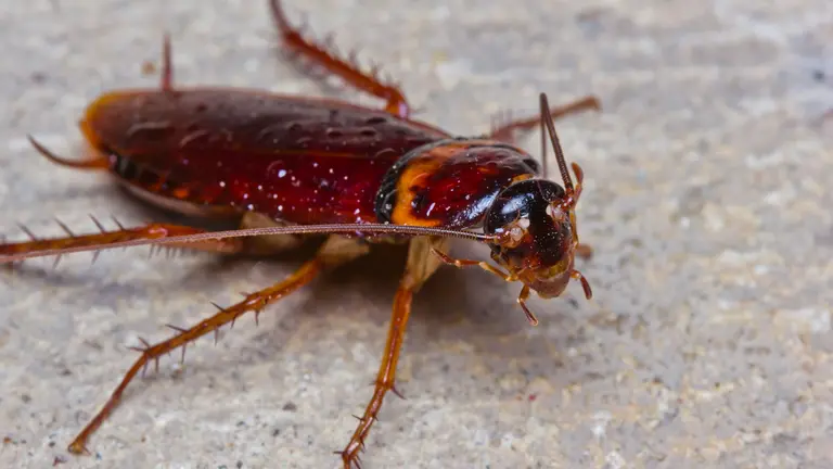 Cucaracha