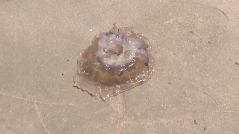 meduosn