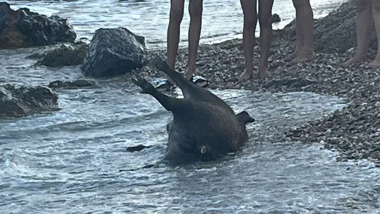 Encuentran a un jabal&iacute; en la playa mazarronera de Nares (foto: La 7)